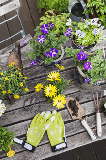 Verschiedene Sommerblumen und Gartengeräte auf dem Gartentisch - GWF05781