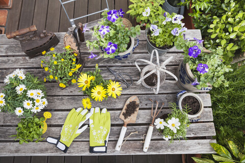 Verschiedene Sommerblumen und Gartengeräte auf dem Gartentisch, lizenzfreies Stockfoto