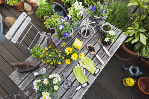 Verschiedene Sommerblumen und Gartengeräte auf dem Gartentisch - GWF05783