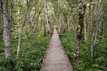 Montenegro, Kolasin province, Biogradsko Jezero National Park, boardwalk through primeval forest - SIEF08327