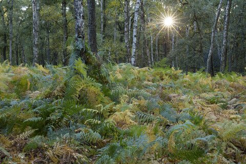 Deutschland, Bergkamen, Naturschutzgebiet Beversee, Farn im Birkenwald, lizenzfreies Stockfoto