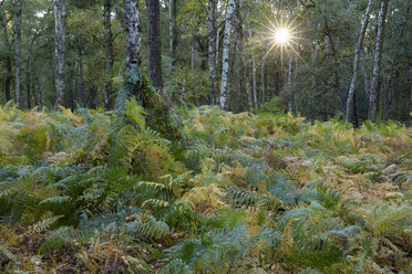 Germany, Bergkamen, Beversee nature reserve, fern in birch forest - WIF03747