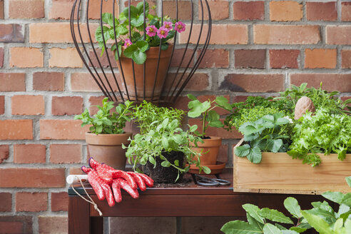 Various potted spice plants on terrace - GWF05784