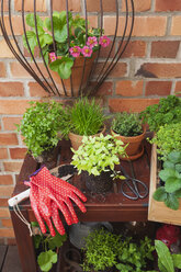 Various potted spice plants on terrace - GWF05788