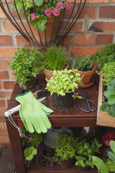 Various potted spice plants on terrace - GWF05789