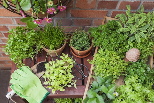 Various potted spice plants on terrace - GWF05790