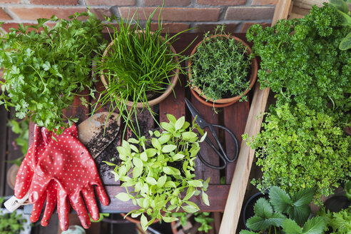 Various potted spice plants on terrace - GWF05791