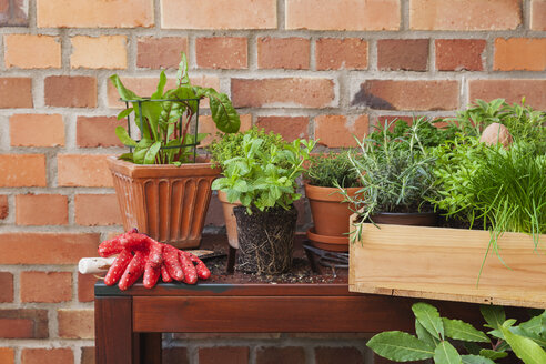 Various potted spice plants on terrace - GWF05792