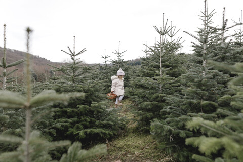 Mädchen trägt Korb auf einer Weihnachtsbaumplantage, lizenzfreies Stockfoto