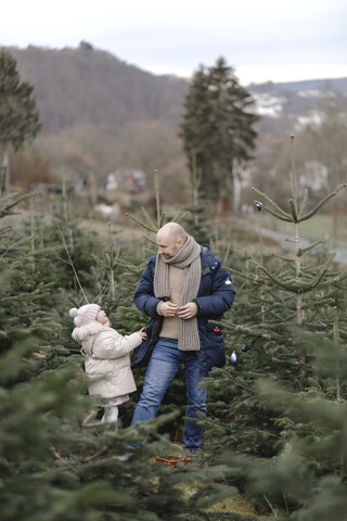 Vater und Tochter schmücken den Weihnachtsbaum auf einer Plantage, lizenzfreies Stockfoto