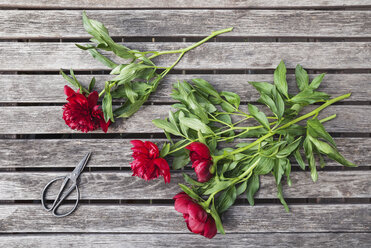 Red Peonies and scissors on garden table - GWF05795