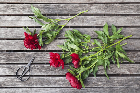 Rote Pfingstrosen und Schere auf Gartentisch - GWF05795