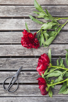 Rote Pfingstrosen und Schere auf Gartentisch - GWF05796