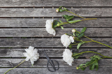 White Peonies and scissors on garden table - GWF05797