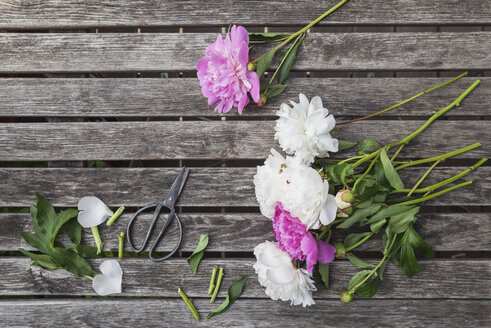 Rosa und weiße Pfingstrosen und Schere auf Gartentisch - GWF05799