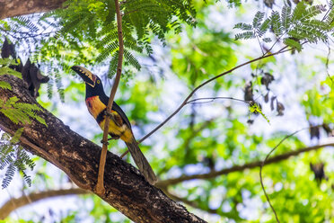 Mexiko, Yucatan, Quintana Roo, Tulum, Tukan in einem Baum - MMAF00785