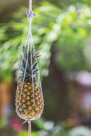 Mexiko, Yucatan, Quintana Roo, Tulum, baumelnde Ananas im Freien, lizenzfreies Stockfoto