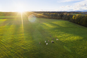 Germany, Bavaria, Thanning near Egling, cows on pasture at sunrise, drone view - SIEF08352