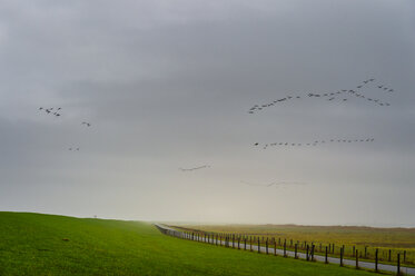 Deutschland, Niedersachsen, Krummhorn, Greetsie, Nonnengänse im Flug über die Marschlandschaft - FRF00800