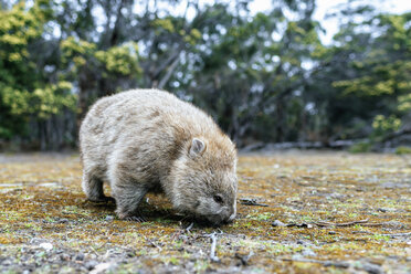 Australien, Tasmanien, Maria Island, Wombat auf Futtersuche - KIJF02177