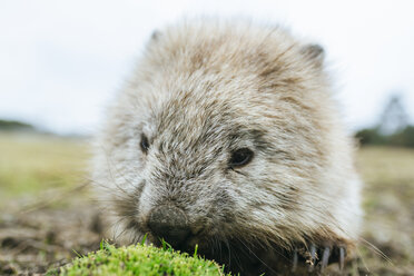 Australien, Tasmanien, Porträt eines fressenden Wombats - KIJF02182