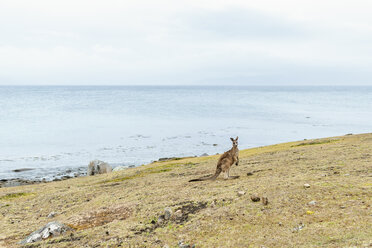 Australien, Tasmanien, Maria Island, Känguru auf einer Wiese in Meeresnähe - KIJF02183