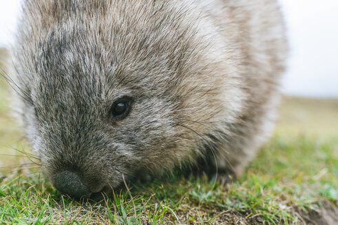 Australien, Tasmanien, Maria Island, Porträt eines fressenden Wombats - KIJF02185