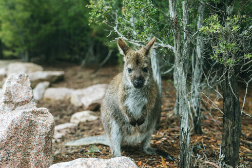 Australien, Tasmanien, Wallaby im Freycinet-Nationalpark - KIJF02196