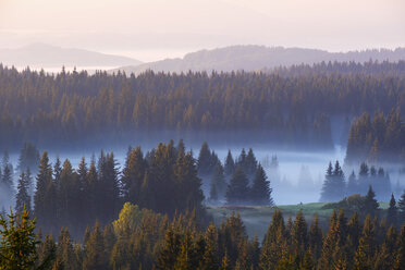 Montenegro, Durmitor-Nationalpark, Wald im Morgennebel, Blick von Curevac - SIEF08357