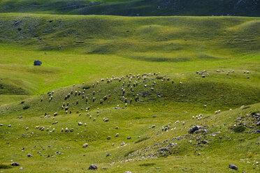 Montenegro, Durmitor-Nationalpark, Schafherde auf der Bergweide - SIEF08370