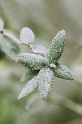 Mit Frost bedeckte Blätter eines Rosenstrauchs, Nahaufnahme - LSF00080
