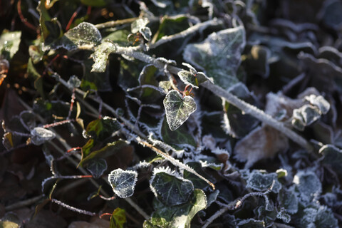 Frost-covered ivy at sunlight stock photo