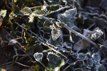 Frost-covered ivy at sunlight - JTF01166