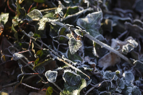 Frostbedeckter Efeu im Sonnenlicht - JTF01166