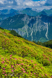 Deutschland, Bayern, Allgäu, Allgäuer Alpen, Blick vom Fellhorn zur Höfats, blühende Alpenrosen - WGF01293