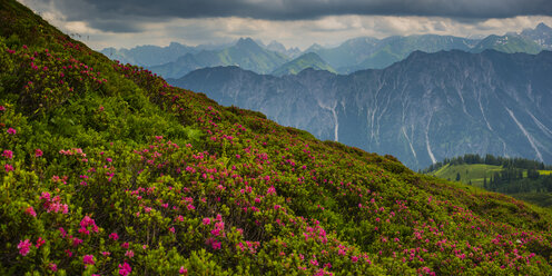 Germany, Bavaria, Allgaeu, Allgaeu Alps, View from Fellhorn to Hoefats, flowering alpine roses - WGF01295