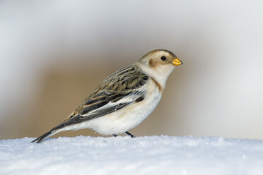 Portrait of Snow bunting in winter - MJOF01655