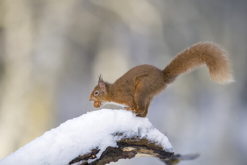 Rotes Eichhörnchen mit Nuss auf schneebedecktem Baumstamm - MJOF01656