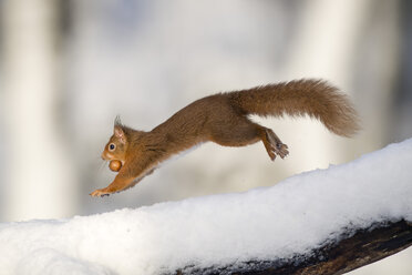 Springendes eurasisches rotes Eichhörnchen mit Nuss im Winter - MJOF01657