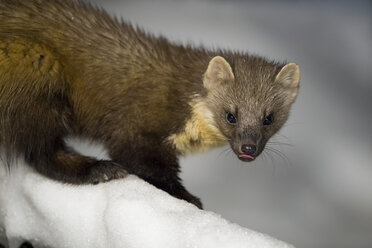 Baummarder auf schneebedecktem Ast im Winter - MJOF01658