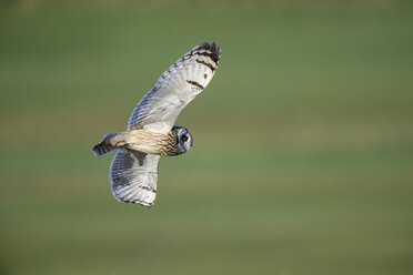 Flying Short-eared owl - MJOF01659