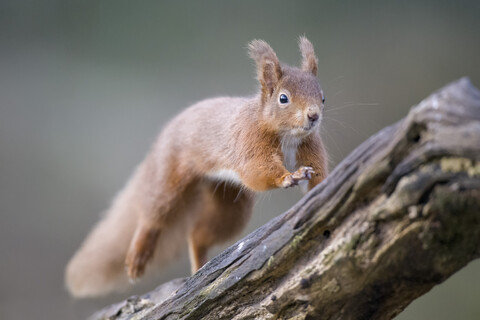 Springendes rotes Eichhörnchen, lizenzfreies Stockfoto