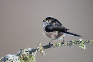 Portrait of Long-tailed tit on frost-covered twig - MJOF01665
