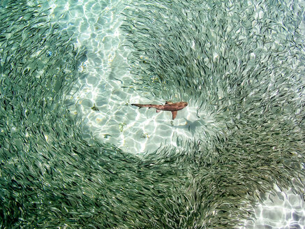 Maledives, Indian Ocean, baby black tipped reef shark (Carcharhinus melanopterus) amongst shoal of fish - SMAF01213