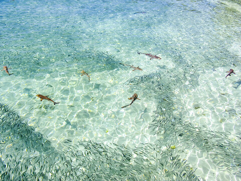 Maledives, Indian Ocean, baby black tipped reef shark (Carcharhinus melanopterus) amongst shoal of fish stock photo