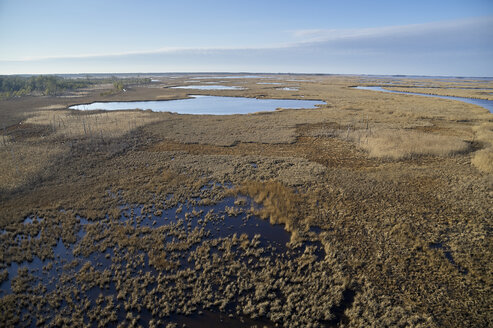 USA, Maryland, Cambridge, Blackwater National Wildlife Refuge, Blackwater River, Blackwater Refuge erlebt einen Anstieg des Meeresspiegels, der dieses Sumpfgebiet überflutet - BCDF00380