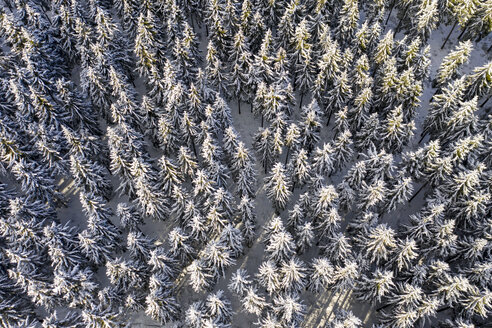 Deutschland, Hessen, Taunus, Luftaufnahme eines Nadelwaldes im Winter - AMF06731