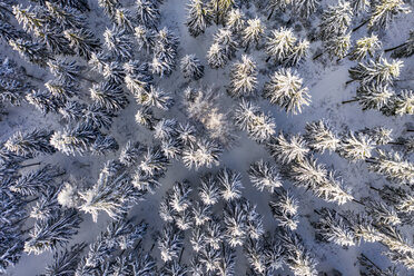 Deutschland, Hessen, Taunus, Luftaufnahme eines Nadelwaldes im Winter - AMF06732