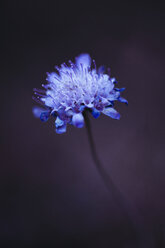 Blossom of Pigeon Scabious - ACPF00391