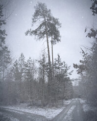 Deutschland, Tuebingen, Wald im Winter - LVF07713